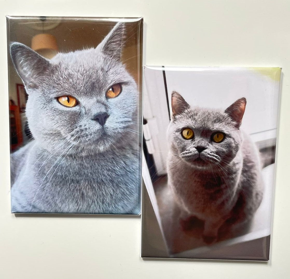 Ímanes Personalizados com os vossos animais favoritos