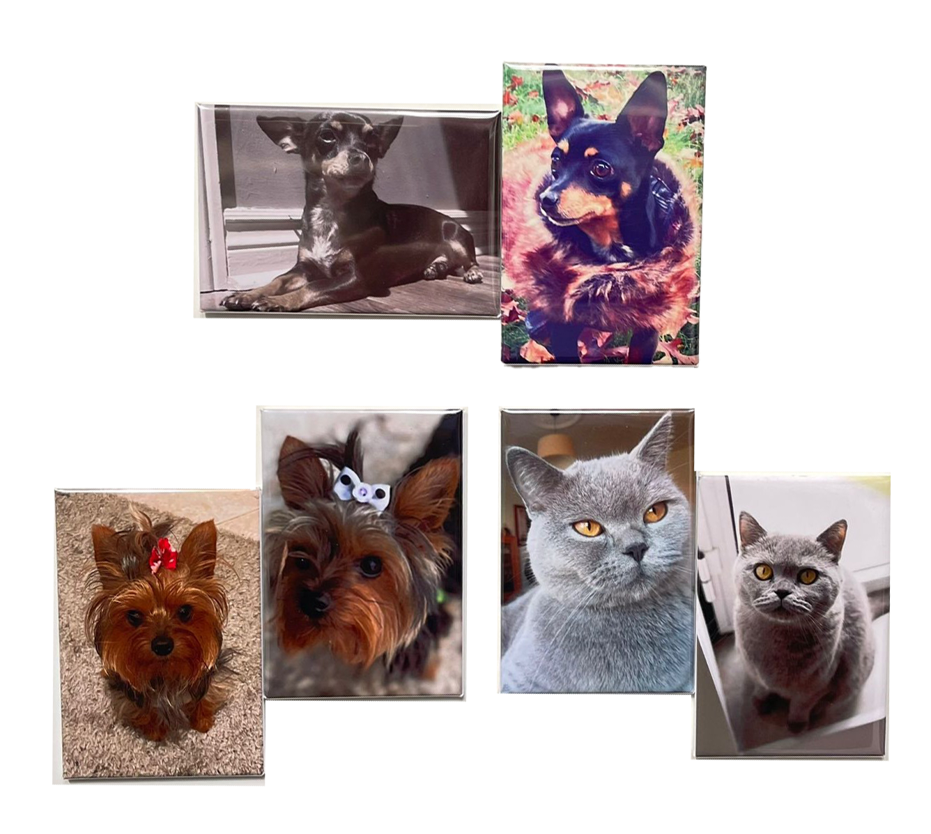 Pack de 6 com os melhores amigos de 4 patas